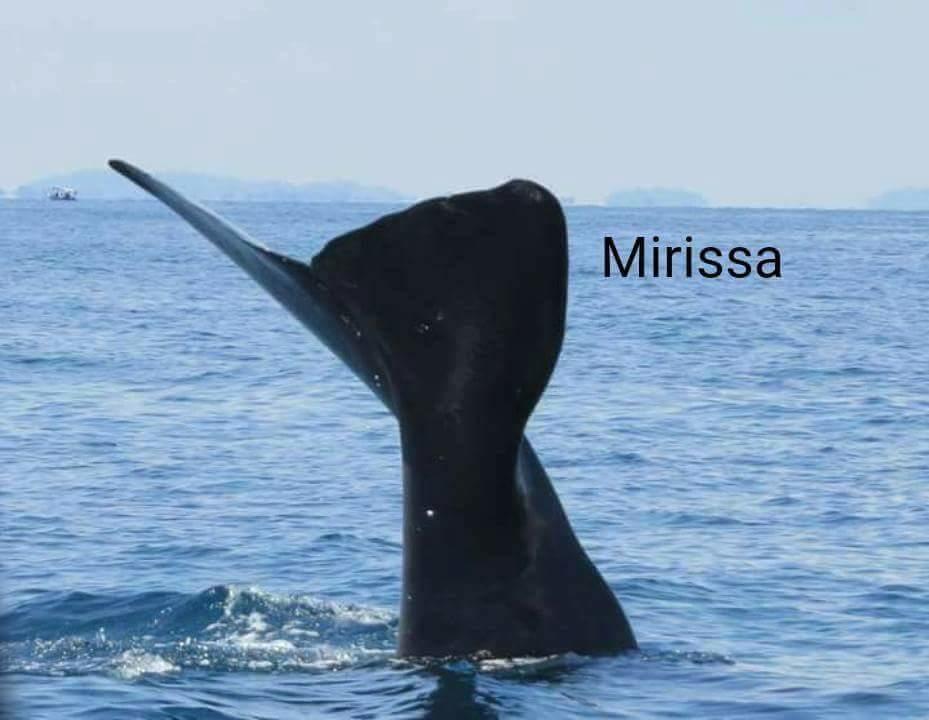 Dasa Beach View Habaraduwa Central Dış mekan fotoğraf